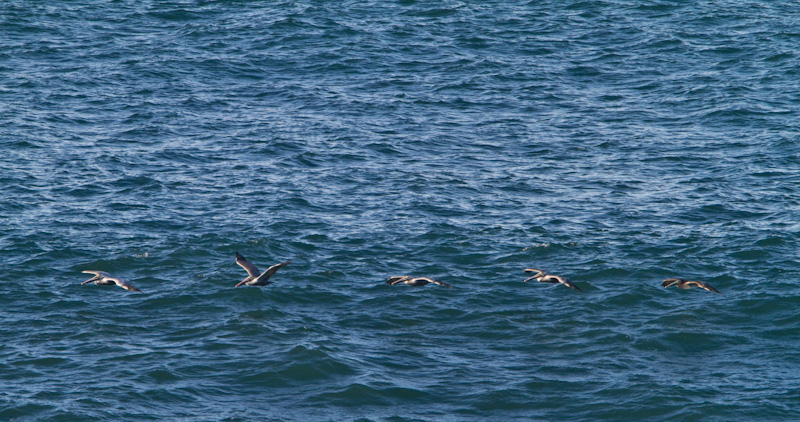 Brown Pelicans In Flight